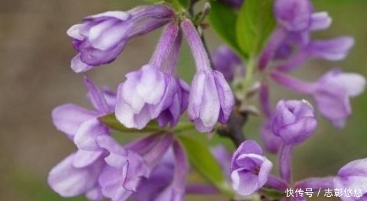  「农村」农村一种常见植物，以前用来“药鱼”，全株都是宝，你