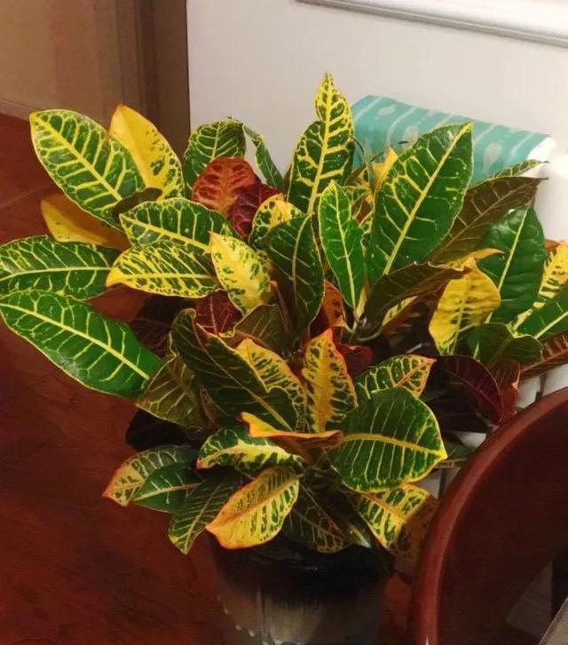  适合@10种适合室内的小众花，今年超流行，点缀家居，越养越精致