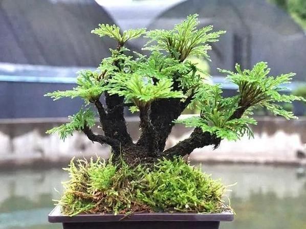 『花卉植物』在家盆栽花草植物总养不好?4个细节适当粗养,植株越长越旺盛