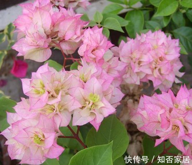  『适合』“4种花”最适合养阳台，被称开花小能手，开花不断，变花海！