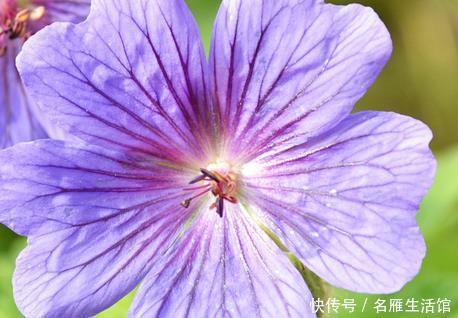 「轻松」这三种绿植号称蚊子的天敌,夏天养上一盆让你轻松度夏