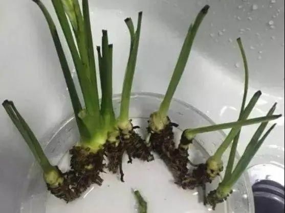  「烂根」天热了，8种花不能乱浇水，小心浇完就死