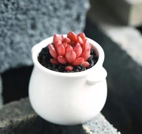  #新手#敲重点，那些适合新手小白养的多肉植物，每一个都美得不像话！