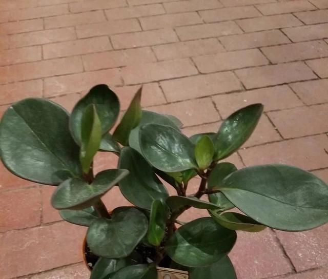  『品种』特受欢迎的椒草观叶植物，没曾想有这么多好看的品种