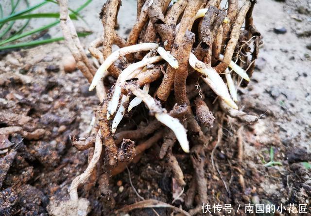 【阳光照射】兰花种植不服盆?原因就是这4条,实用技巧告诉你