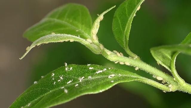  『植物的叶片』预防植物感染虫害要掌握几个技巧，否则容易感染这8种常见害虫