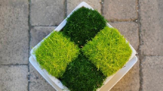 难养：苔藓很难养?选择这个品种,新手也能轻松养成绿地毯