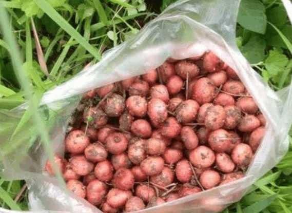  城里人■这种长在地里的水果，农村人舍不得吃,全卖给城里人！