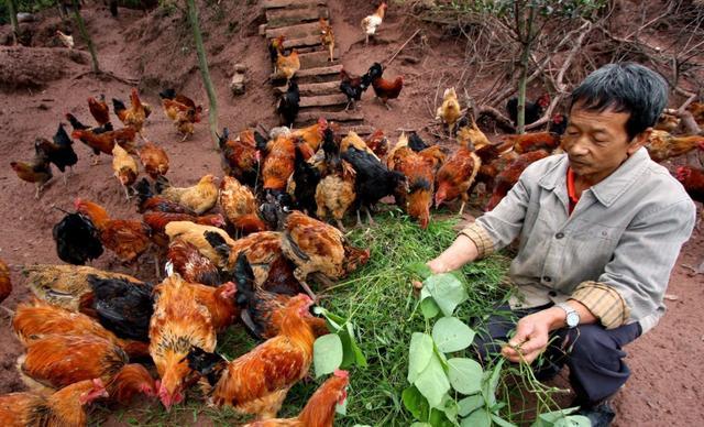  肉鸡■曾被“疯抢”的土鸡，如今拿到城里却没人买，农民：这是