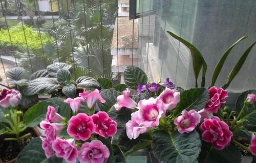  『浇水的时』这6种不宜'喷水'的盆栽，家里种植少浇水，否则养出的不尽人意
