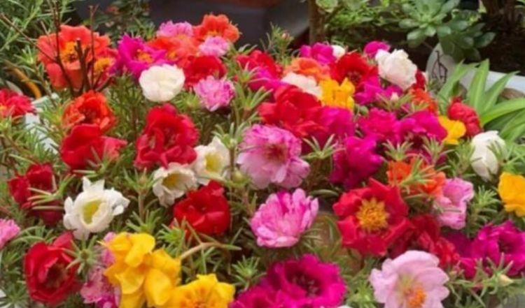  『漂亮』4种花是花中劳模，一年四季开花不断，花大色艳真漂亮