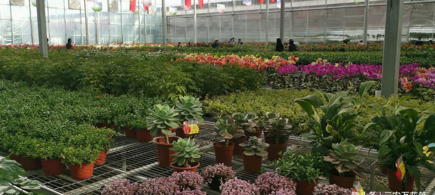 #种植#花卉种植技术:花卉种植的温度,怎样调节温度能使花卉正常生长!