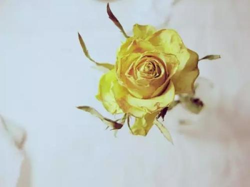 你的星座,配哪种花呢?