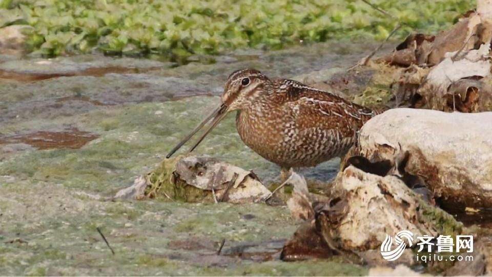 39秒丨潍坊发现一种山东较罕见鸟类 你认识吗?