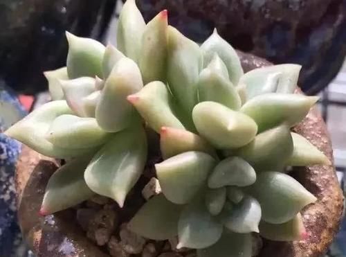  露养■多肉露养好时节：扔外面，1个月没管，美得跟整容了一样！