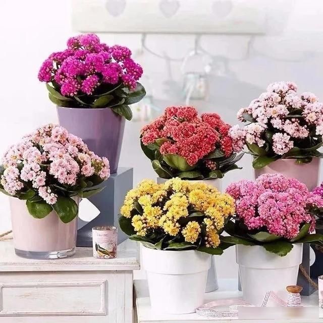  越养越■人养花、花也养人，家养10种花，越养越健康