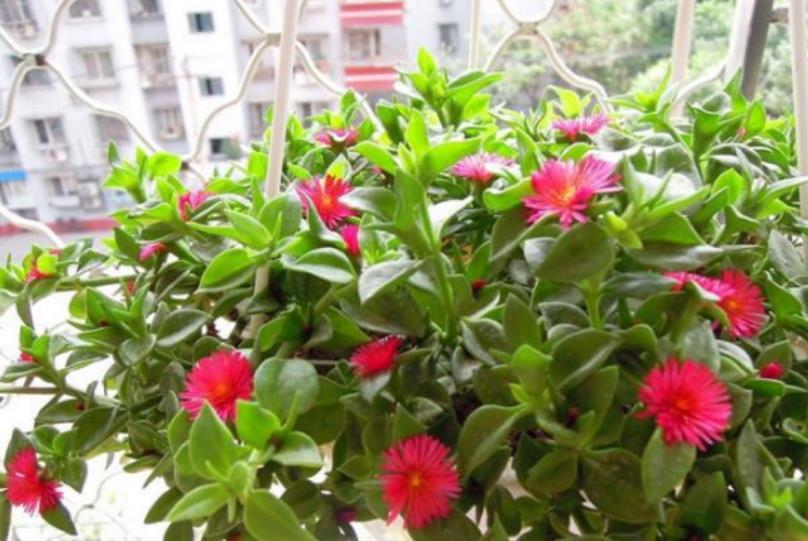  牡丹■别看“牡丹吊兰”花朵小，掐个枝就能长出一大片，好养好看好吃