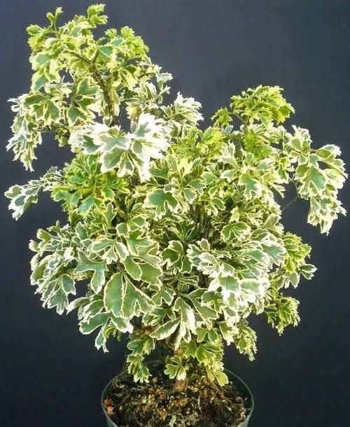 品种■福禄桐换个品种可能就不认识了,叶子差别这么大,选哪个品种好