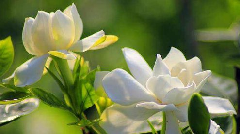  栀子花：养花很操心？5款“皮实”的花卉，花朵烂漫迷人，阳台开成小花园