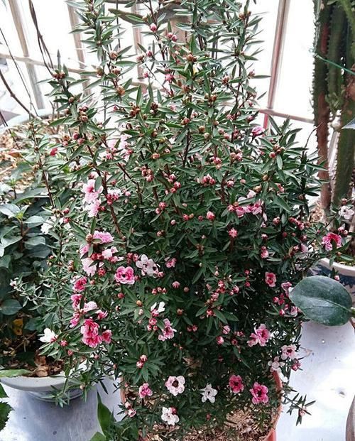  『养盆』喜欢菊花，不妨养盆“精品荷花”敖汉莲，花开冷艳高贵，清香袭人