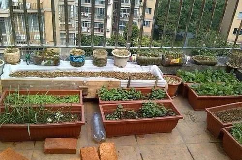  「合适」邻居在楼顶搭建一个菜园，这做法真的合适吗？