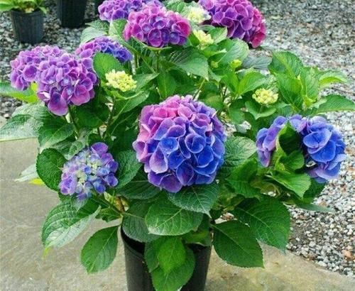  『新枝』绣球迟迟不开花？静等“新枝变老”，老枝才有“开花道”