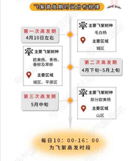  #北京#北京城区明起开始飘絮 下周渐迎高峰！