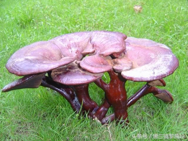 补肝_阳光虫草灵芝站_批发零售价格_市场行情_微商直销货源_第2页