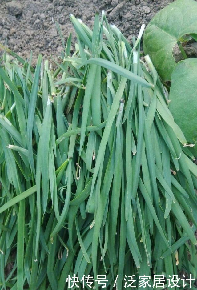  不生虫|给花草吃点这个，一年不生虫，不用施肥也长得又绿又壮