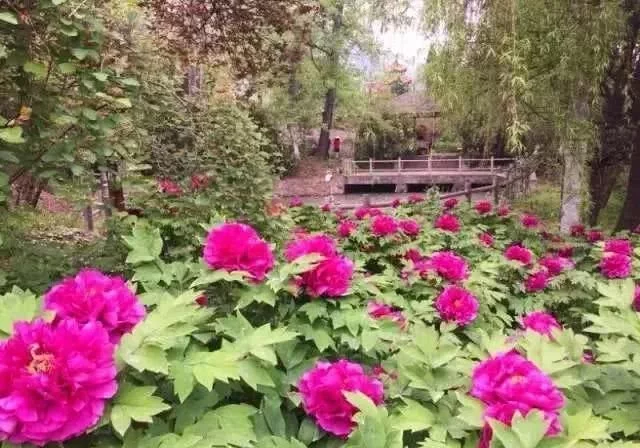 阳春三月,群芳争艳!来看西安这些“花花世界”的最佳踏春赏花指南