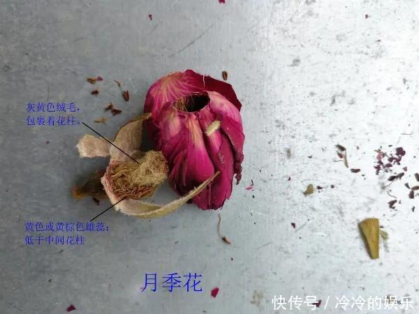 『玫瑰』玫瑰、月季傻傻分不清看这里