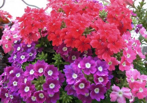 「艳丽」家养这5款小花,美丽又易种,花色高贵艳丽,花朵鲜艳又稠密,美