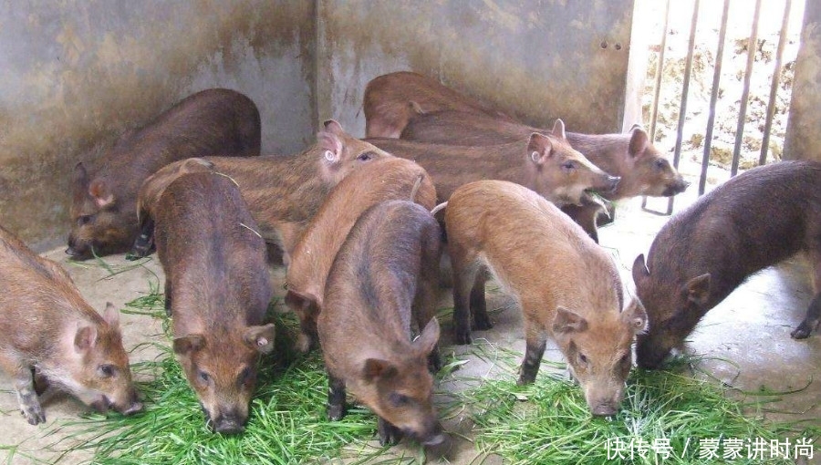  #黑豚#农村想要搞养殖业，没有太多钱投资，可以先选择这些东西