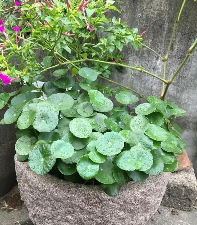  「庭院」农村这些消失的老物件，个个都是宝贝了！放在庭院里养