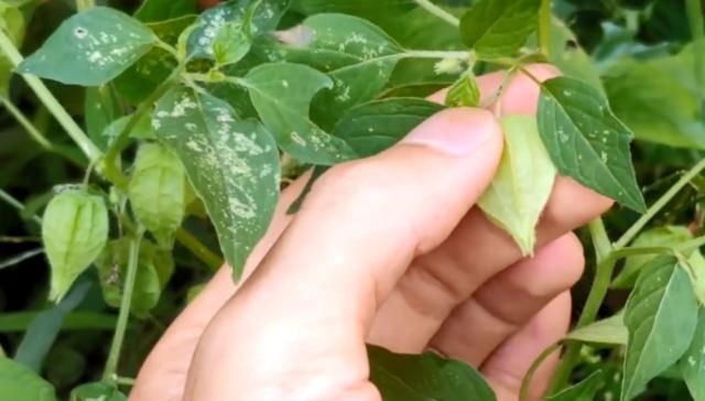  #果实#农村这种野果叫“姑娘”，以前不花钱多到吃不完，现在一