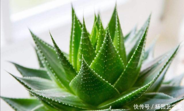  盆栽|家中养芦荟，平时做好5个要求，长得健壮，株形美观