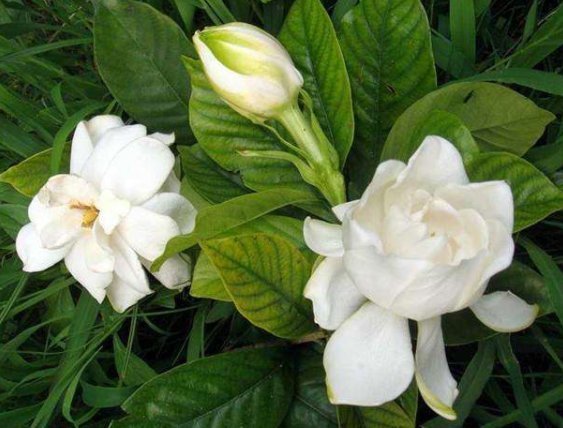 光照|这些花朵养在家里阳台上,不怕高温,越晒长得越旺,花朵绚丽多彩