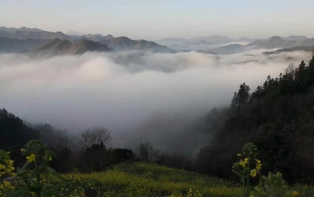  强国■学习强国 | 安徽歙县：云雾花海惹人醉