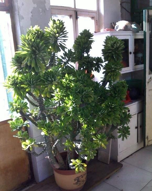  『汁液』花卉市场看到的这几种多肉, 长大了都是有毒的, 最好别买!