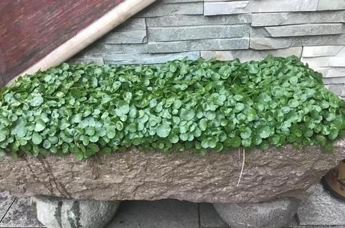  [没想到]?用爷爷的“牛槽”，养了几棵铜钱草，两个月没回家，没想到长满