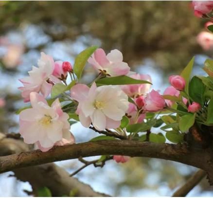  #新区#城管文化|醉美新区，扮靓城市的那些花儿