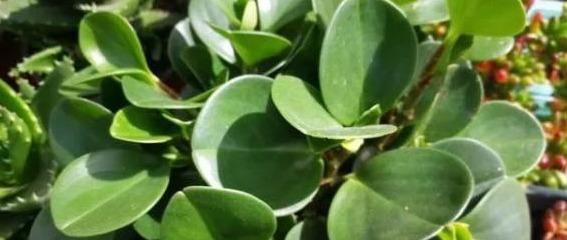 找到|豆瓣绿叶子不是有黑点就是黄叶,原因终于找到了!护根护叶有绝招