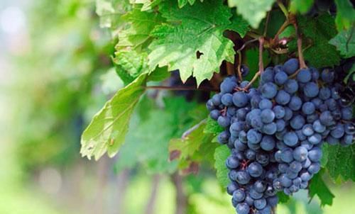  [灌水]怎样安排葡萄园的灌水与排水？