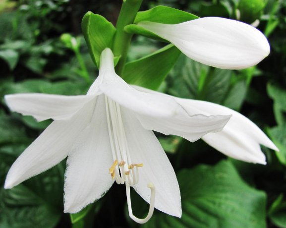  #蜀葵#此几款花放阳台，每天浇水就爆盆，天天浇水，天天爆盆，绚丽多彩