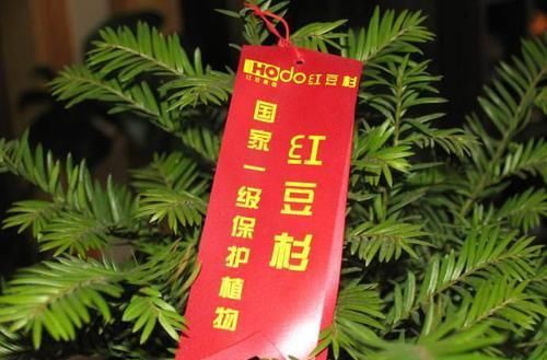 「珍惜植物」山上1种“植物”,别挖了,挖一株少一株,还会被判刑,别忽视