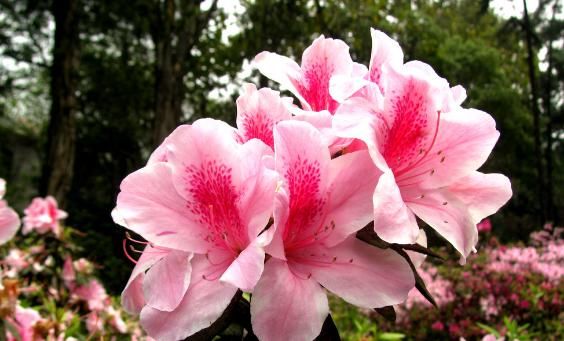  「款花」此4款花最适合春天扦插，掐个枝丢土里，轻轻松松爆满阳台