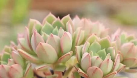  『静夜』这20种美丽的多肉，竟都是静夜的后代！静夜还真是个多情种呢！