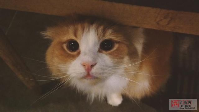 《胡途》第4期|杭州撸猫圣地 小姐姐把猫搂在怀里爱不释手