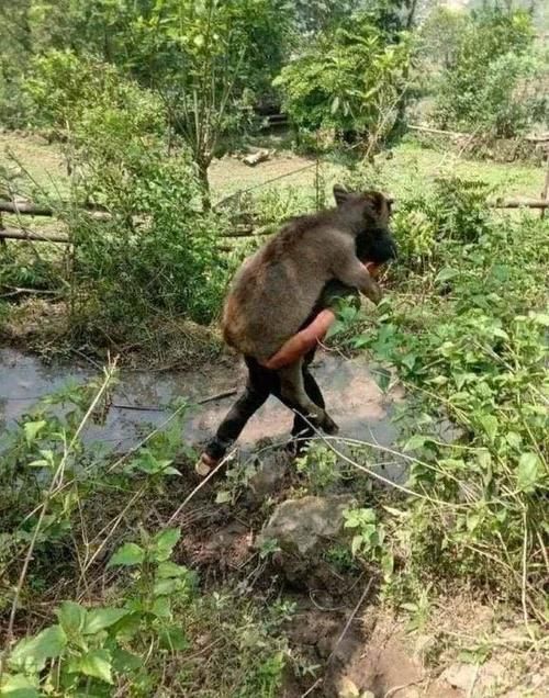  空军：钓不到鱼就扛走牛！男子花千元水库钓鱼却空军，气愤下报复水库主？