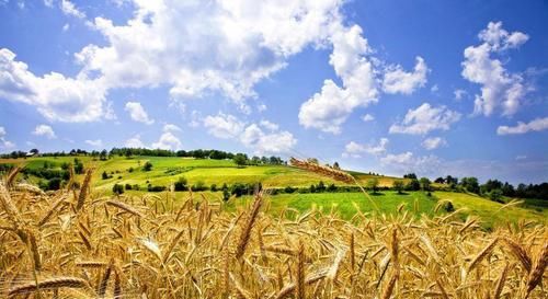 印度粮食产量仅中国一半, 养活10亿人口, 为何还能大量出口